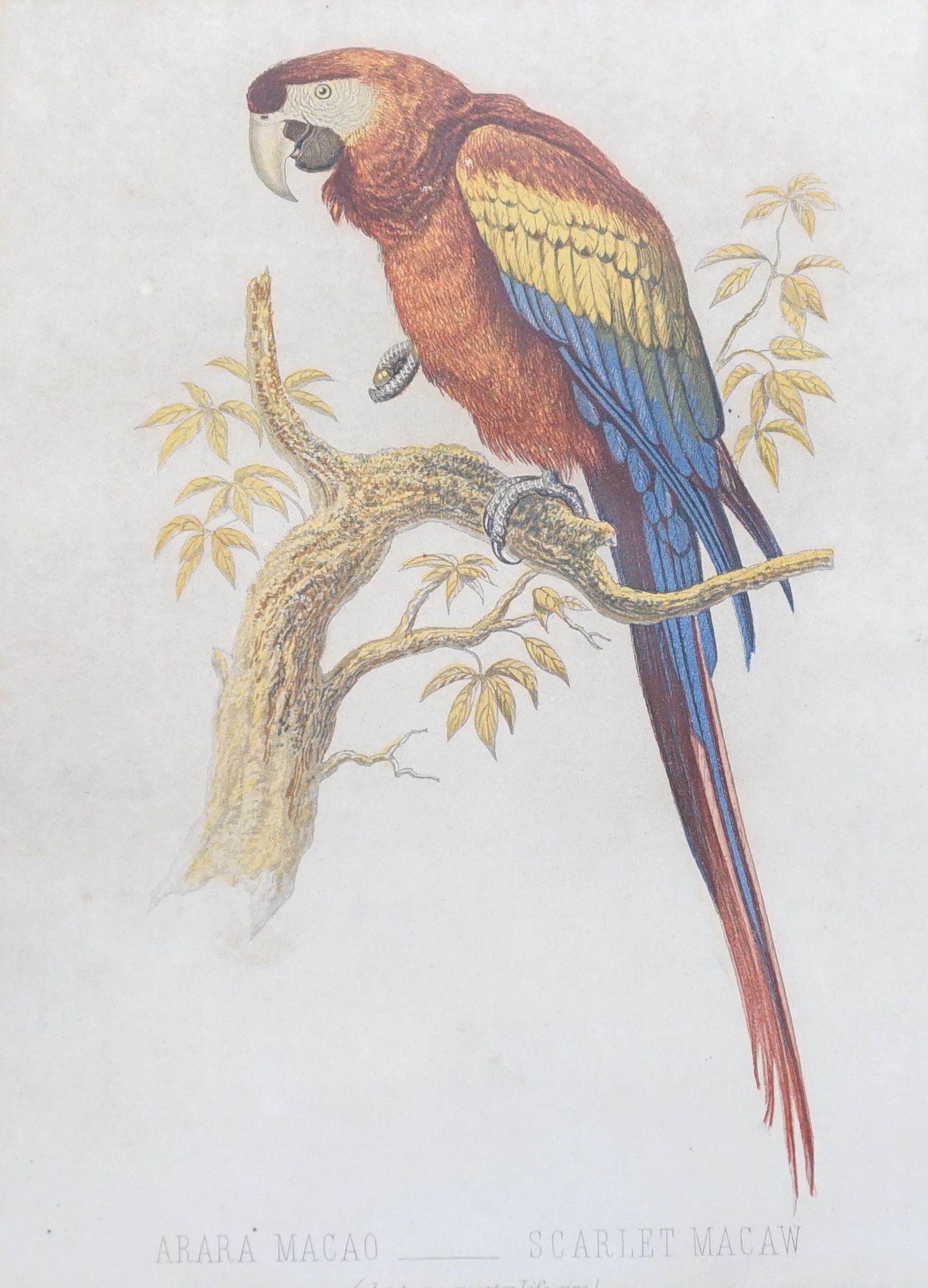 Three Victorian hand coloured lithographs of exotic birds from Cassell’s book of birds, 21.5cm x 16cm